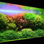 ho-thuy-sinh-ha-lan-1 - CÁCH SETUP CƠ BẢN HỒ THUỶ SINH MINI - Aquascape & Planted Tank Guide