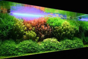 ho-thuy-sinh-ha-lan-1 - CÁCH SETUP CƠ BẢN HỒ THUỶ SINH MINI - Aquascape & Planted Tank Guide