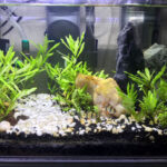 hothuysinh - TẠO HỒ THUỶ SINH TỐT DỰA VÀO VIỆC BÓN PHÂN NƯỚC - Aquascape & Planted Tank Guide
