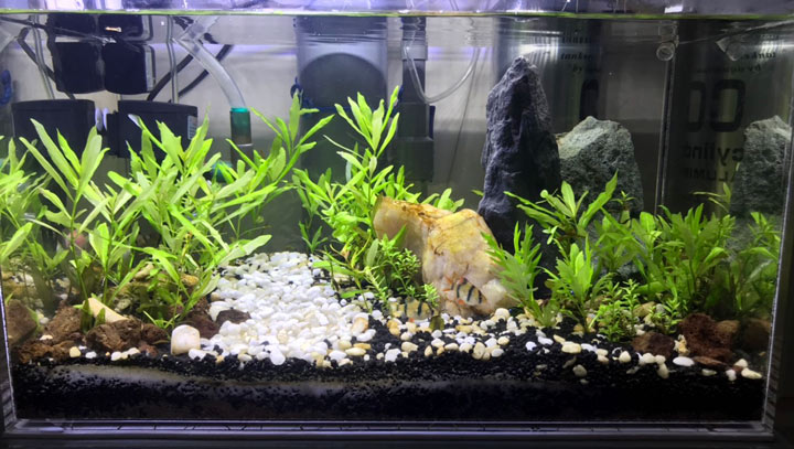 hothuysinh - TẠO HỒ THUỶ SINH TỐT DỰA VÀO VIỆC BÓN PHÂN NƯỚC - Aquascape & Planted Tank Guide