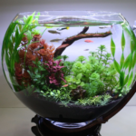Setup hồ thủy sinh mini để bàn layout rừng - Thiết kế không gian làm việc xanh mát với hồ thủy sinh mini layout rừng - Aquascape & Planted Tank Guide