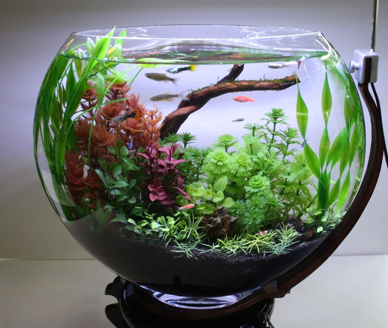 Setup hồ thủy sinh mini để bàn layout rừng - Thiết kế không gian làm việc xanh mát với hồ thủy sinh mini layout rừng - Aquascape & Planted Tank Guide