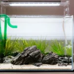 . - Chăm sóc cá cảnh: Tại sao hội chứng bể mới lại là mối đe dọa? - Aquascape & Planted Tank Guide