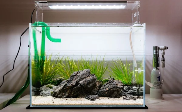 . - Chăm sóc cá cảnh: Tại sao hội chứng bể mới lại là mối đe dọa? - Aquascape & Planted Tank Guide