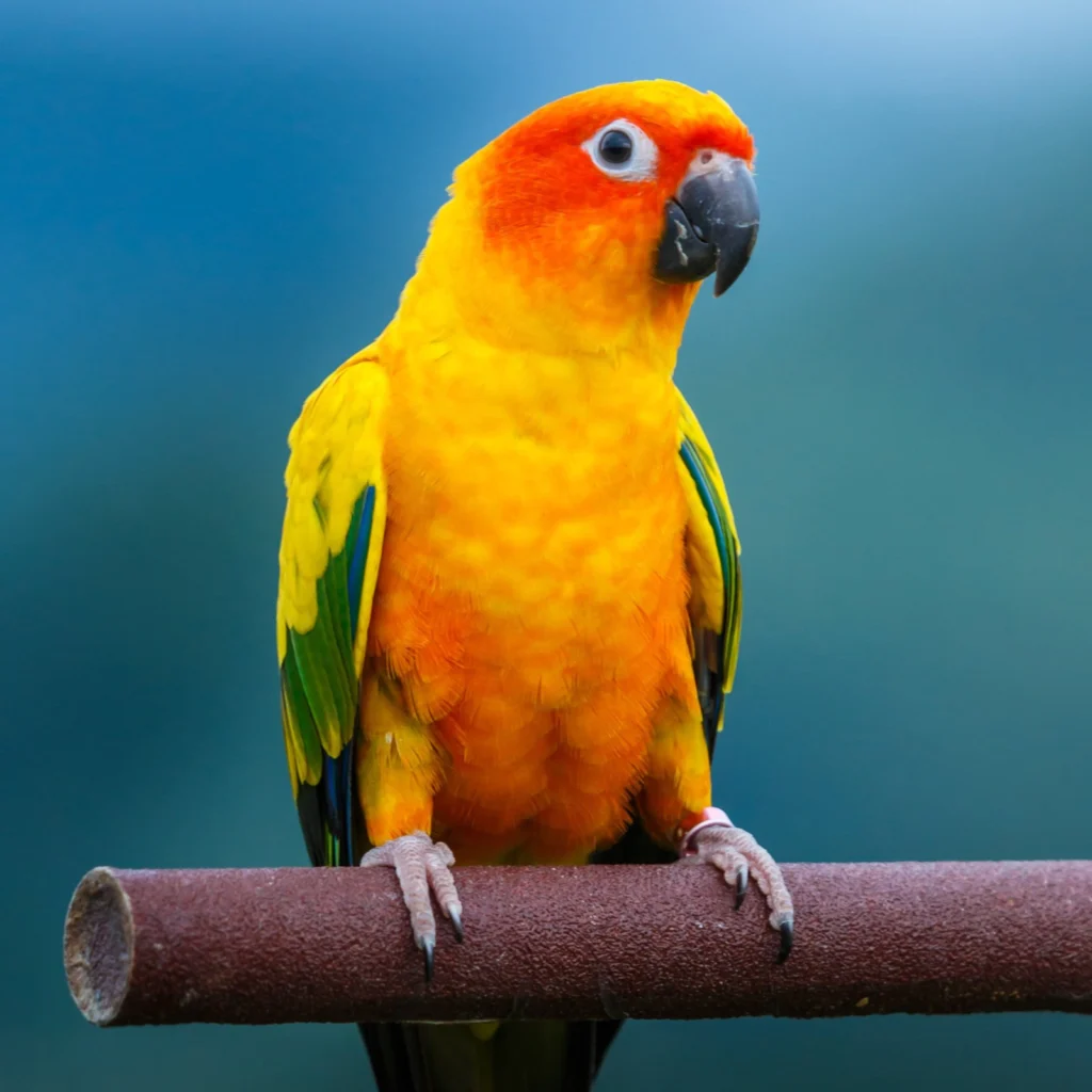 Sun conure