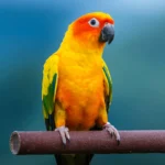 Sun conure