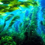 tao-bien-nhat-ban1 - Bảo vệ sức khỏe cho hồ thủy sinh với tảo kháng khuẩn và kháng virus - Aquascape & Planted Tank Guide