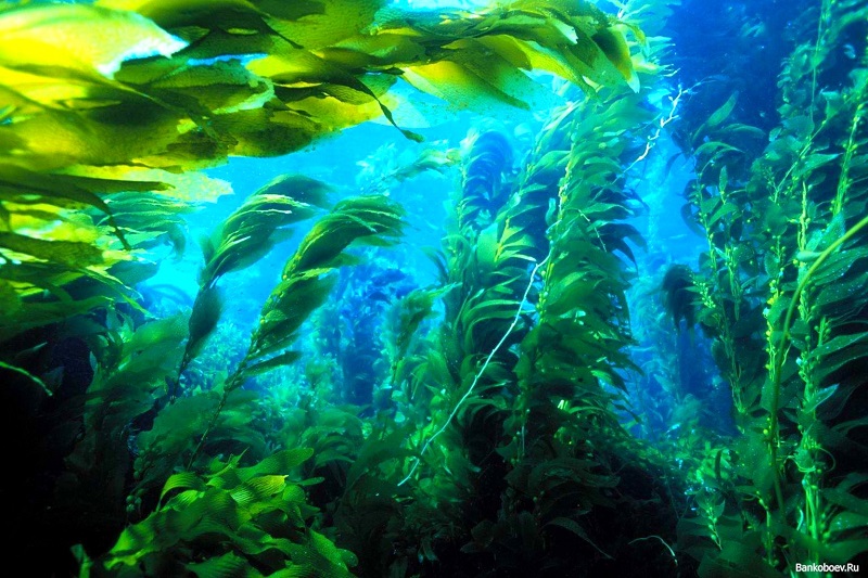 tao-bien-nhat-ban1 - Bảo vệ sức khỏe cho hồ thủy sinh với tảo kháng khuẩn và kháng virus - Aquascape & Planted Tank Guide