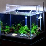 cycle nuoc - Cycle nước là gì và tại sao nó quan trọng cho hồ thủy sinh và cá cảnh của bạn - Aquascape & Planted Tank Guide