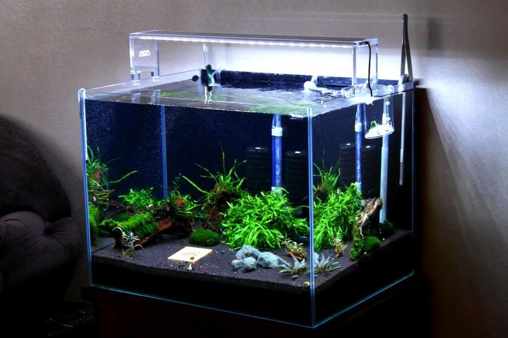 cycle nuoc - Cycle nước là gì và tại sao nó quan trọng cho hồ thủy sinh và cá cảnh của bạn - Aquascape & Planted Tank Guide