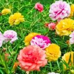 10 giờ - Nguồn gốc và ý nghĩa của hoa mười giờ - Aquascape & Planted Tank Guide