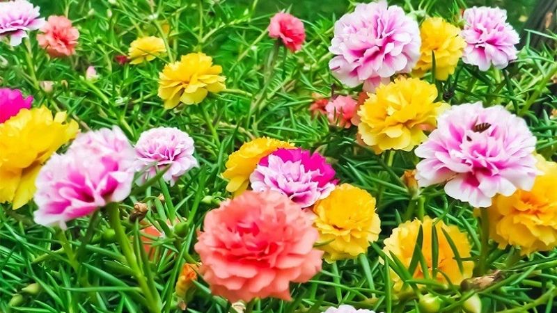 10 giờ - Nguồn gốc và ý nghĩa của hoa mười giờ - Aquascape & Planted Tank Guide