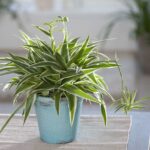 Spider plant (Chlorophytum)