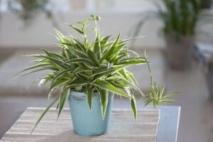 Spider plant (Chlorophytum)