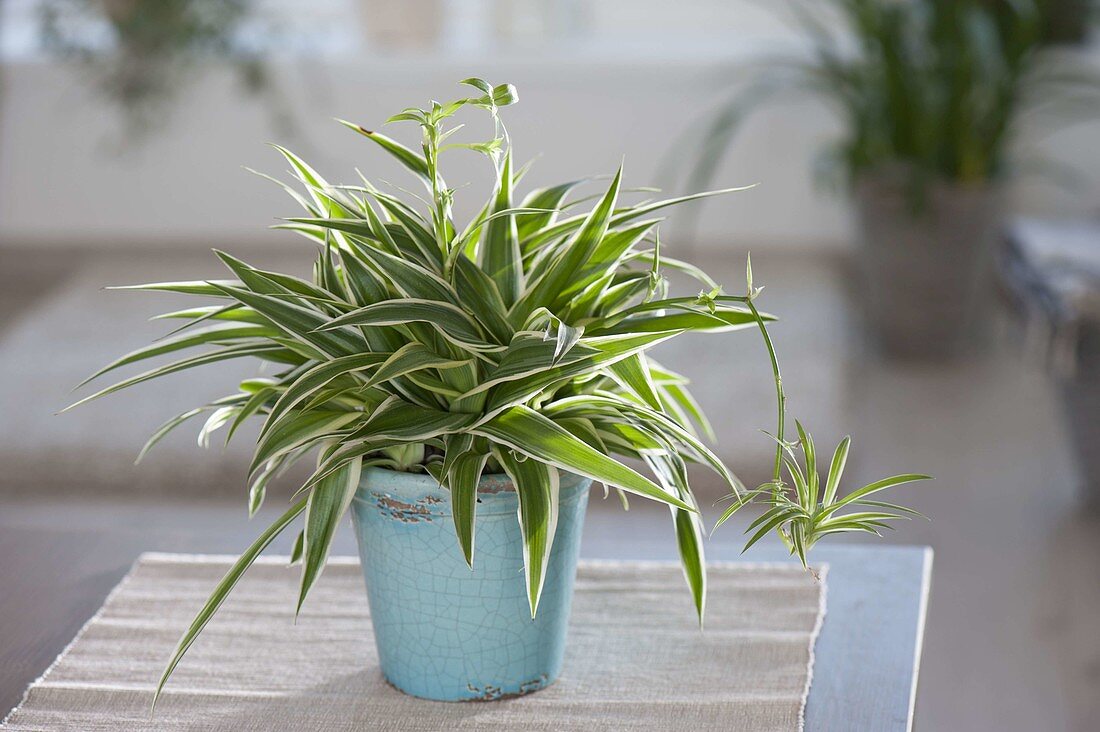 Spider plant (Chlorophytum)