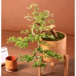 Mini bonsai