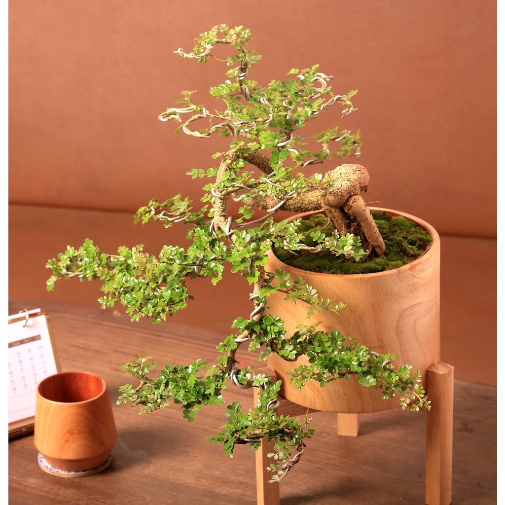 Mini bonsai