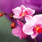 211-1 - TÌM HIỂU TOP 7 LOÀI LAN ĐƯỢC NGƯƠI CHƠI YÊU THÍCH - Aquascape & Planted Tank Guide