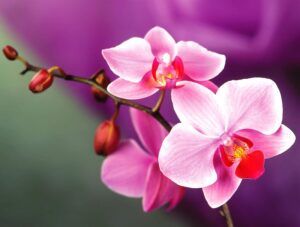 211-1 - TÌM HIỂU TOP 7 LOÀI LAN ĐƯỢC NGƯƠI CHƠI YÊU THÍCH - Aquascape & Planted Tank Guide