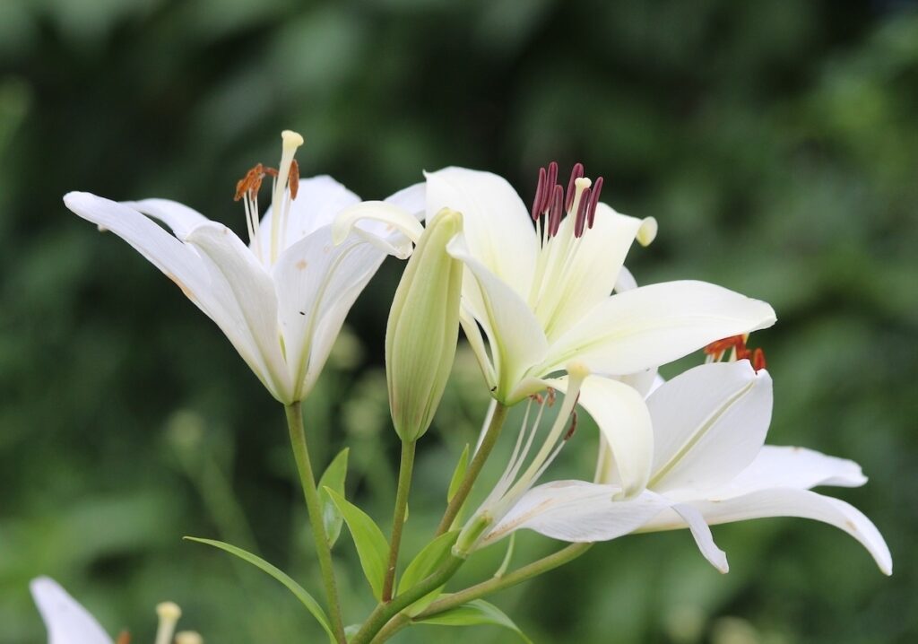 White lily