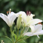 White lily