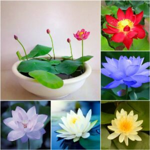 67c4dad09be7c9850d88b62a68c73a58 - CÁC LOÀI HOA MINI DÙNG ĐỂ TRANG TRÍ BÀN LÀM VIỆC - Aquascape & Planted Tank Guide