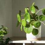 Pilea peperomioides