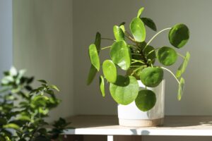 Pilea peperomioides