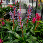 Aechmea-Blue-Rain-WS-7 - Cây dứa Tango – một lựa chọn tốt cho cây cảnh văn phòng - Aquascape & Planted Tank Guide