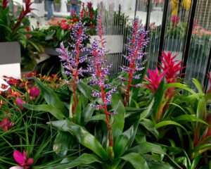 Aechmea-Blue-Rain-WS-7 - Cây dứa Tango – một lựa chọn tốt cho cây cảnh văn phòng - Aquascape & Planted Tank Guide