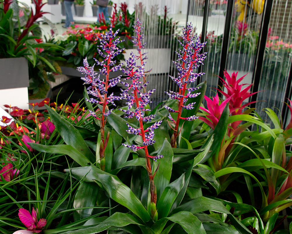 Aechmea-Blue-Rain-WS-7 - Cây dứa Tango – một lựa chọn tốt cho cây cảnh văn phòng - Aquascape & Planted Tank Guide