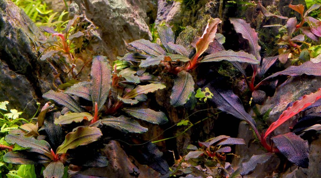 Bucephalandra - Những cây dương xỉ phù hợp với môi trường thiếu ánh sáng - Aquascape & Planted Tank Guide