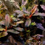 Bucephalandra - Những cây dương xỉ phù hợp với môi trường thiếu ánh sáng - Aquascape & Planted Tank Guide