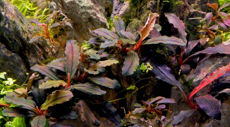 Bucephalandra - Những cây dương xỉ phù hợp với môi trường thiếu ánh sáng - Aquascape & Planted Tank Guide