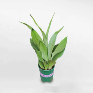 Snake plant (Dracaena trifasciata)