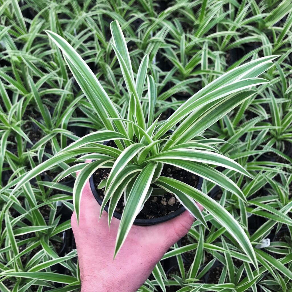 Chlorophytum-comosum-Ocean-Spider-Plant-November3-scaled - Tìm hiểu về Chlorophytum Ocean – Cây Nhện - Aquascape & Planted Tank Guide