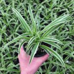 Chlorophytum-comosum-Ocean-Spider-Plant-November3-scaled - Tìm hiểu về Chlorophytum Ocean – Cây Nhện - Aquascape & Planted Tank Guide