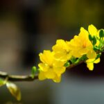 Hoa mai đại diện - Top những loài hoa đẹp có màu vàng - Aquascape & Planted Tank Guide