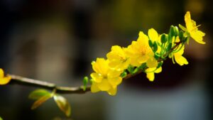 Hoa mai đại diện - Top những loài hoa đẹp có màu vàng - Aquascape & Planted Tank Guide