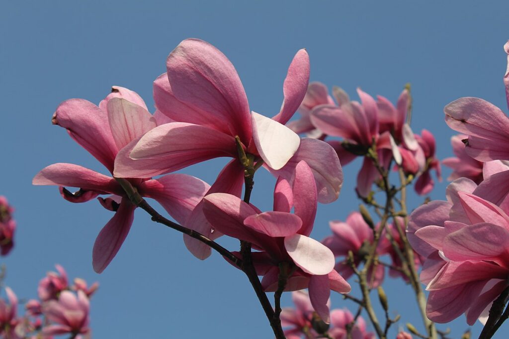 Magnolia