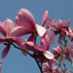 Magnolia