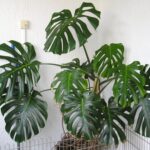 OLYMPUS DIGITAL CAMERA - Trầu bà Nam Mỹ – Monstera Deliciosa - Aquascape & Planted Tank Guide