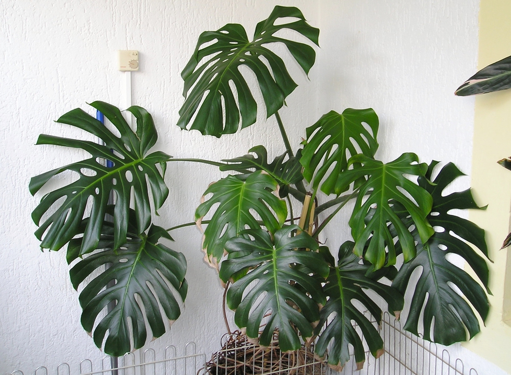 OLYMPUS DIGITAL CAMERA - Trầu bà Nam Mỹ – Monstera Deliciosa - Aquascape & Planted Tank Guide