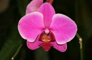 Orchid (Phalaenopsis)