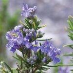 Rosemary