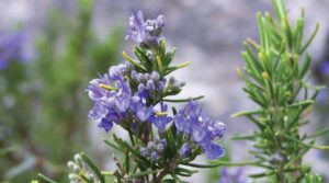 Rosemary
