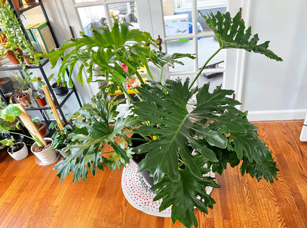 TRAUBALAPHAT - Những bí mật thú vị về Cây trầu bà tay Phật – Philodendron Selloum - Aquascape & Planted Tank Guide