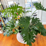 TRAUBALAPHAT - Những bí mật thú vị về Cây trầu bà tay Phật – Philodendron Selloum - Aquascape & Planted Tank Guide