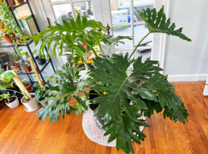 TRAUBALAPHAT - Những bí mật thú vị về Cây trầu bà tay Phật – Philodendron Selloum - Aquascape & Planted Tank Guide
