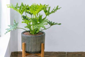 Tree philodendron